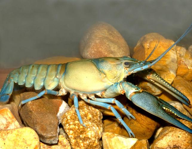Photo of a longpincered crayfish.