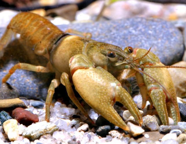 Photo of a Neosho midget crayfish.