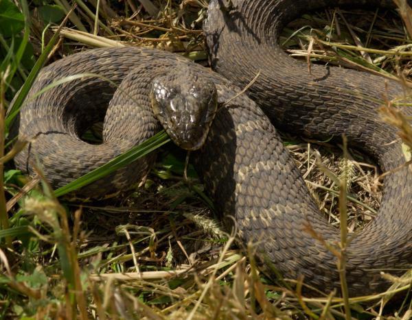 Photo of a northern watersnake rearing back in grass on land.