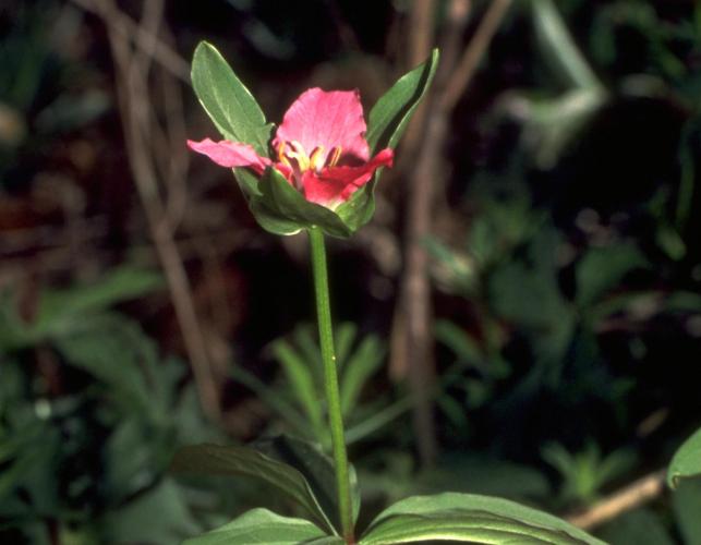 Photo of an Ozark wake robin plant with flower