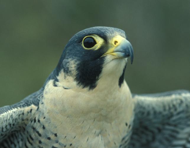 Photo of a peregrine falcon, closeup of head