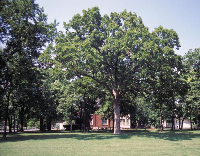 Photo of a post oak tree growing on a lawn.