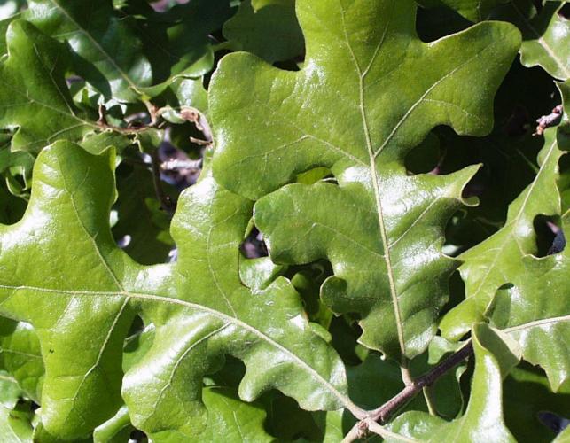 Image of a post oak leaf