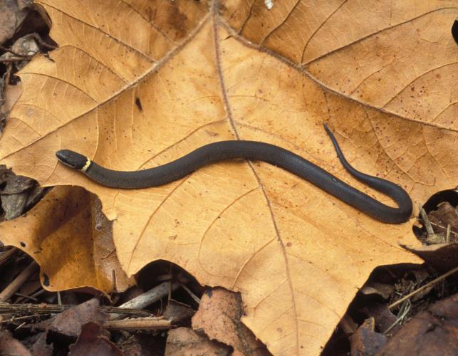 Image of a prairie ring-necked snake