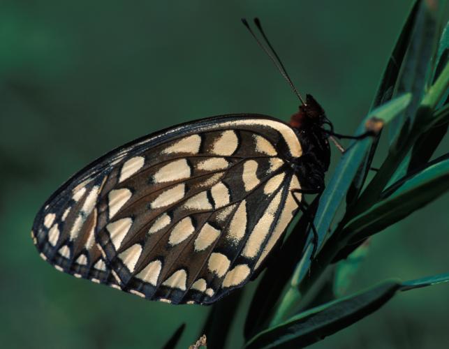 Regal fritillary resting on a plant stalk with wings folded, showing ventral side of wings