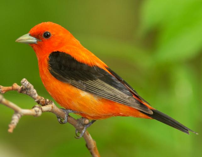 Image of a male scarlet tanager