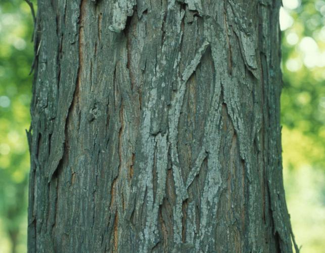Photo of shellbark hickory trunk showing bark.