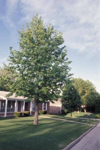 Photo of a sweet gum tree growing in a suburban yard