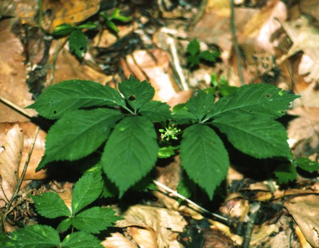 Photo of American ginseng in bloom