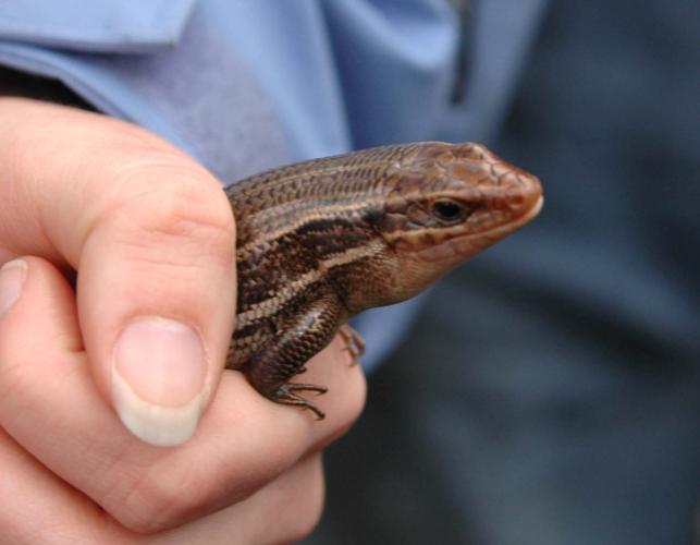 Photo of a broad-headed skink, a striped, brownish lizard, held in a hand