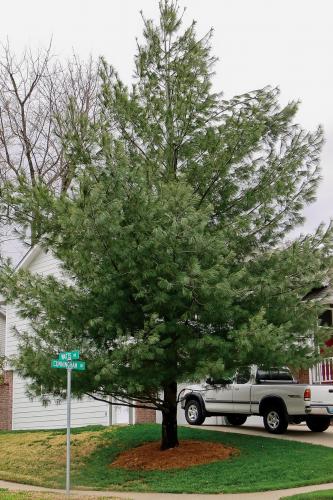 Photo of eastern white pine tree growing in a neighborhood.