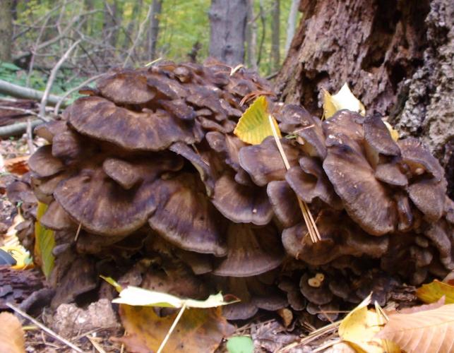 Photo of Hen of the Woods mushroom