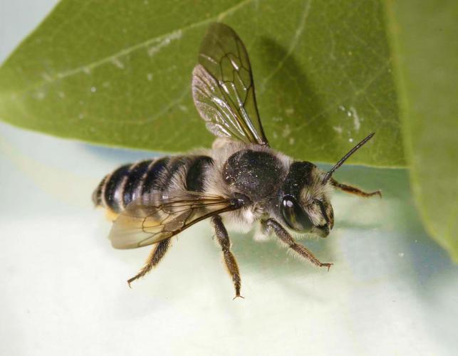 photo of a leafcutter bee