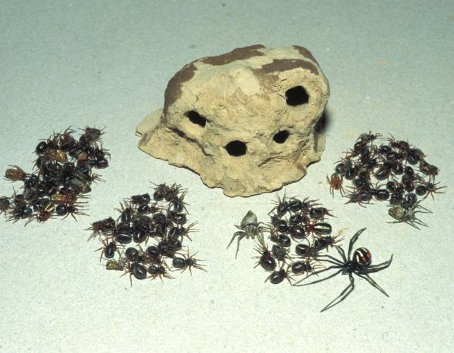 Image of a mud dauber nest and spiders found within