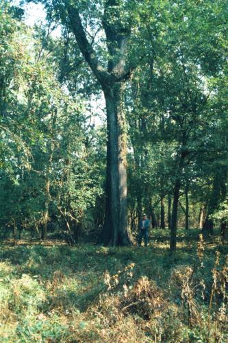 Image of Nuttall's oak.