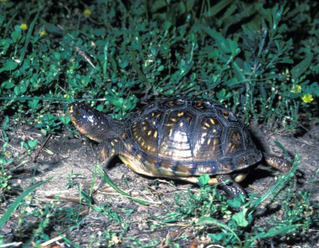 Photo of an ornate box turtle.