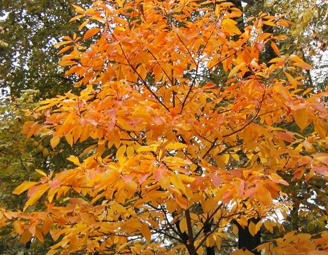 Photo of sassafras tree in autumn color.