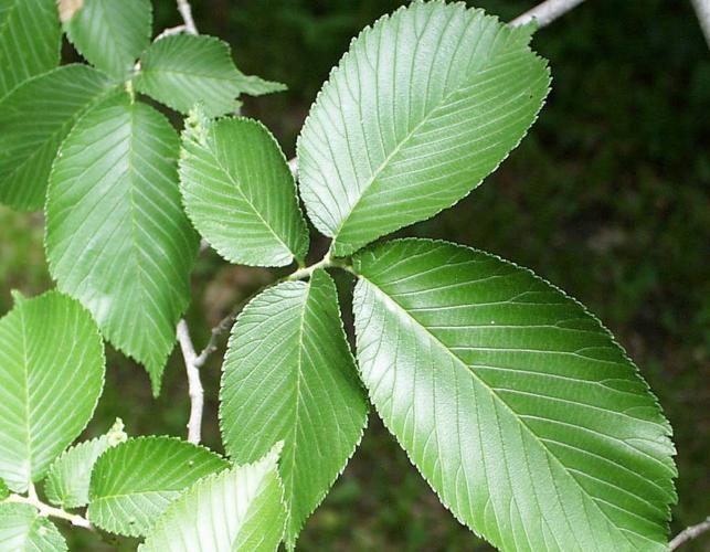 Photo of slippery elm leaves and twigs.