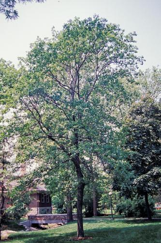 swamp white oak