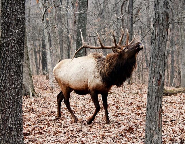 Photo of a bull elk lifting its head and bugling