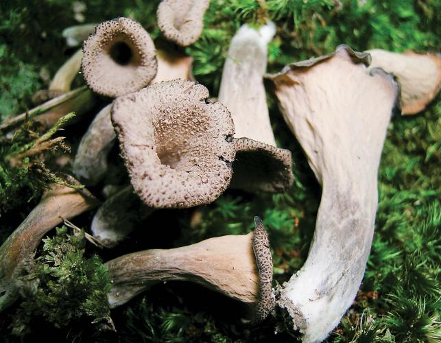 photo of black trumpets, gray, funnel-shaped mushrooms