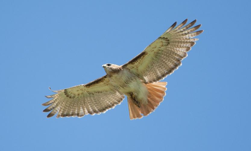 Photo of a red-tailed hawk soaring