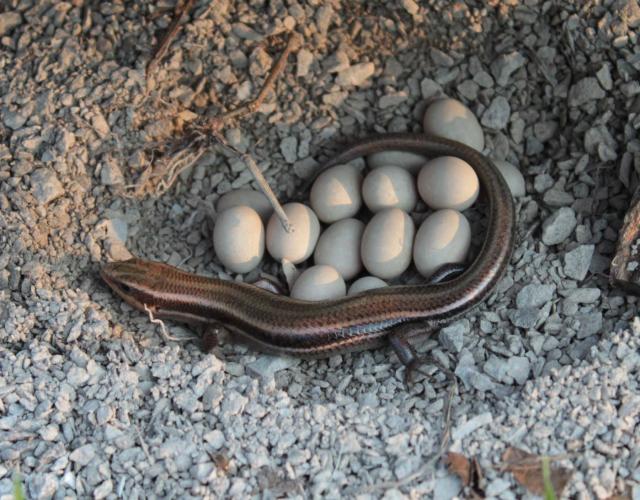 photo of a Five-Lined Skink Guarding Eggs