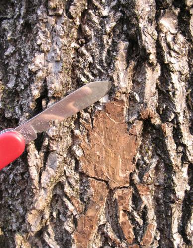 Photo of black walnut bark and a pocket knife, showing brown color of scraped bark.