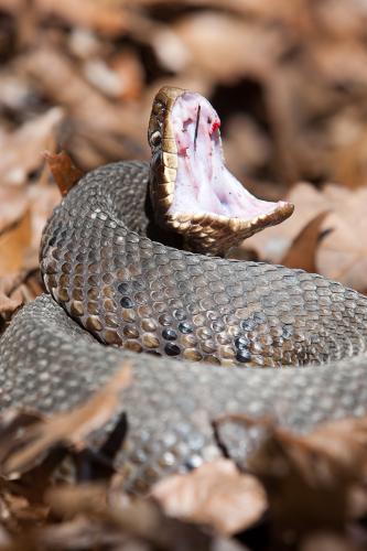 Photo of a cottonmouth snake in defensive posture.