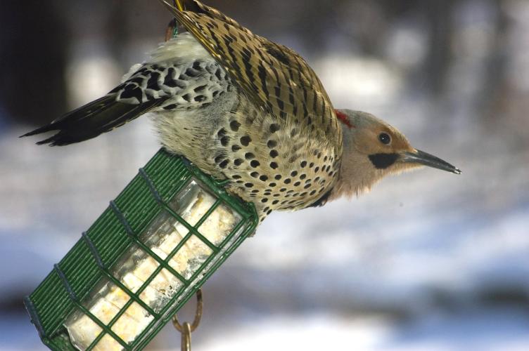 Photo of a male northern flicker on a suet feeder.