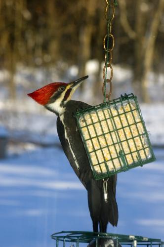 photo of a pileated woodpecker on a suet feeder