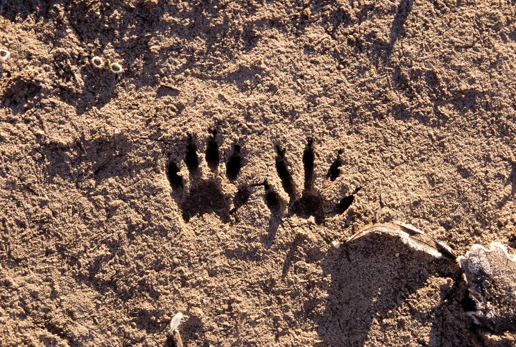 photo of raccoon tracks in a sandy river bank