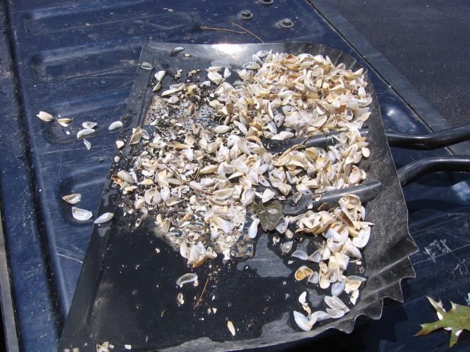 Photo of shovel full of zebra mussels recovered from boatlift