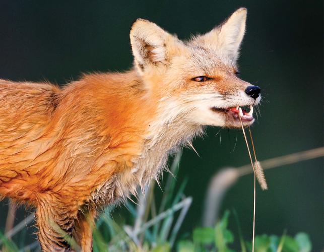 red fox with plant dangling out of its mouth
