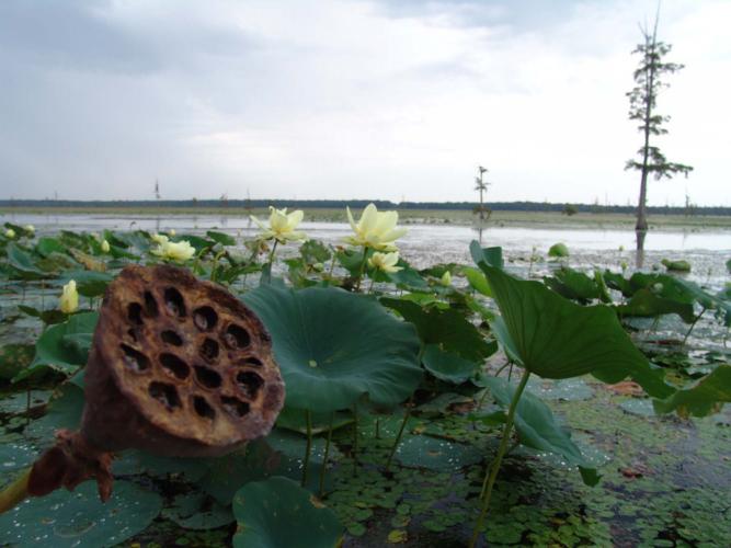 Photo shows American lotus flower pod at Duck Creek CA