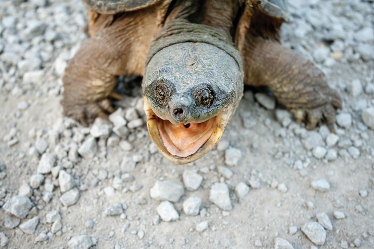 Eastern Snapping Turtle snaps at camera.