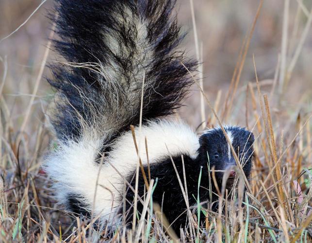 Photo of a Striped skunk