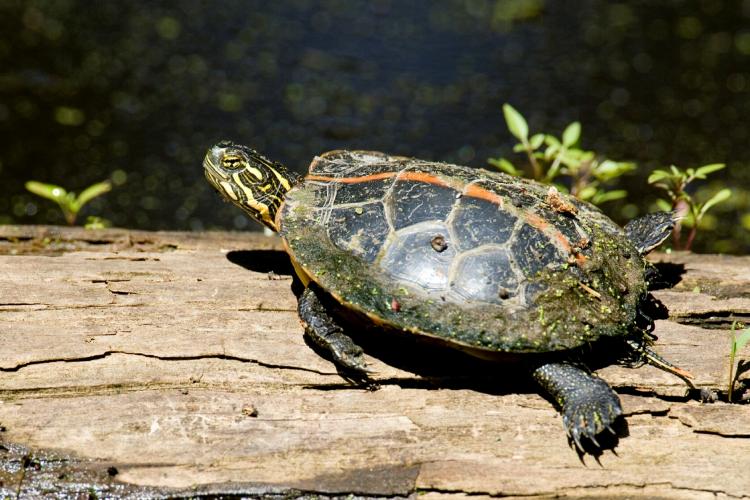 Photo of a southern painted turtle basking on a log.