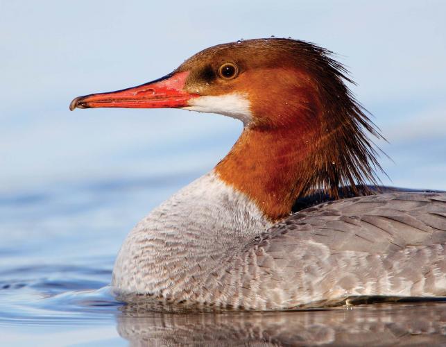 Photo of a female common merganser, closeup on head and front.