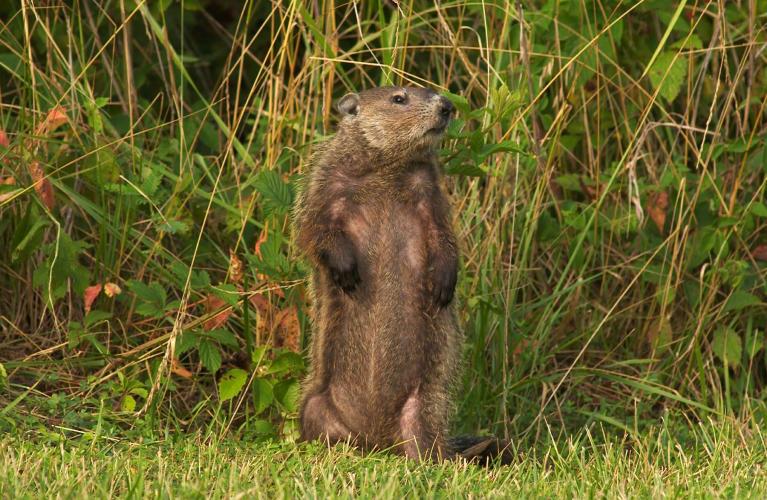 Image of woodchuck (groundhog) standing upright