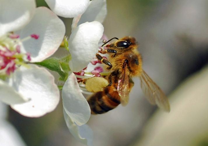 Honeybee | Missouri Department of Conservation