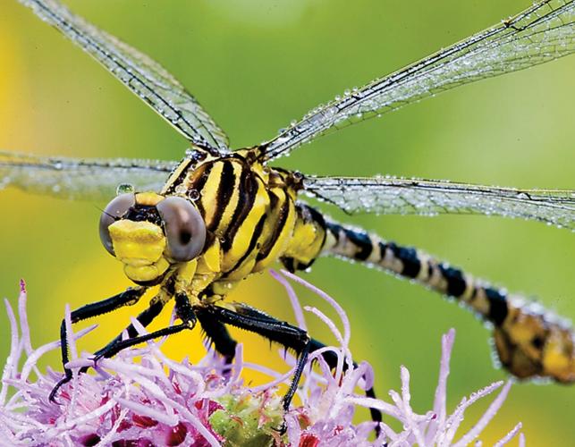 A spinyleg dragonfly, possibly a southeastern spinyleg clubtail, closeup.
