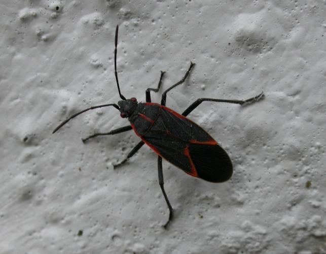 Image of boxelder bug.