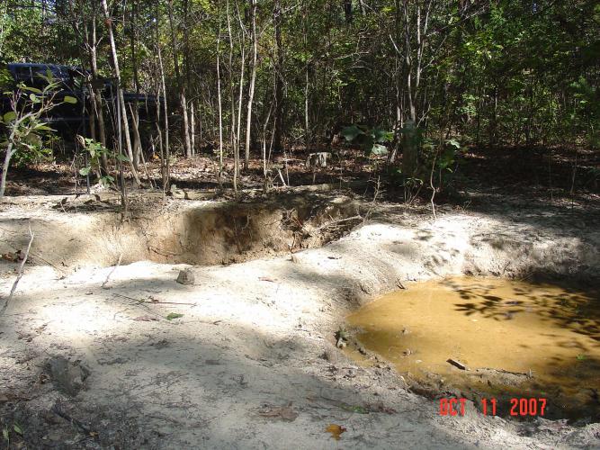 muddy wallows created by feral hogs in a forest