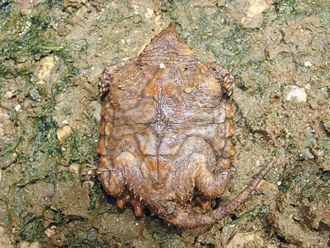 Image of alligator snapping turtle, ventral view