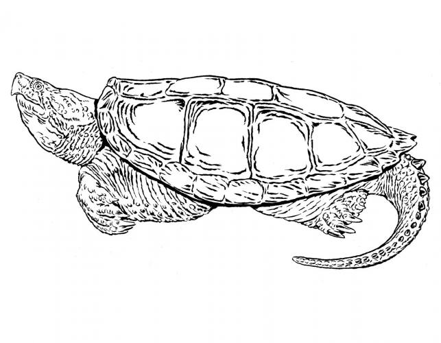 black and white illustration of common snapping turtle, side view