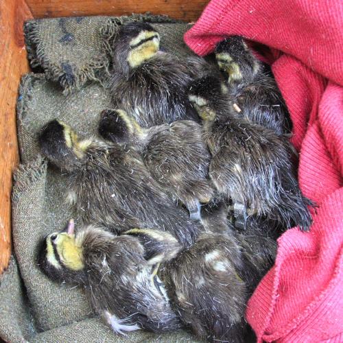 Newly hatched wood ducks