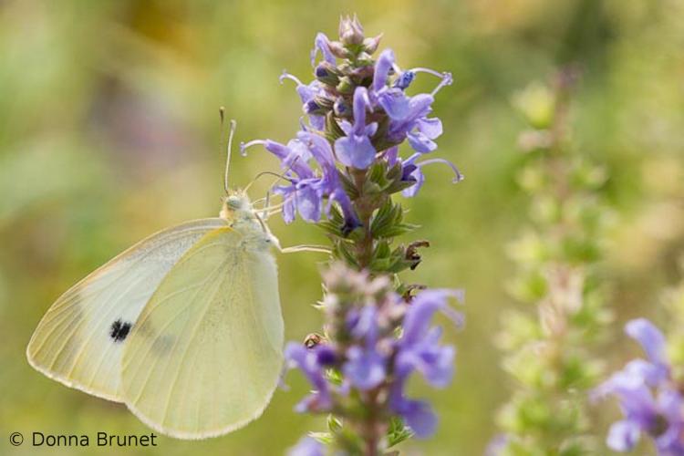 Photo of a Cabbage White