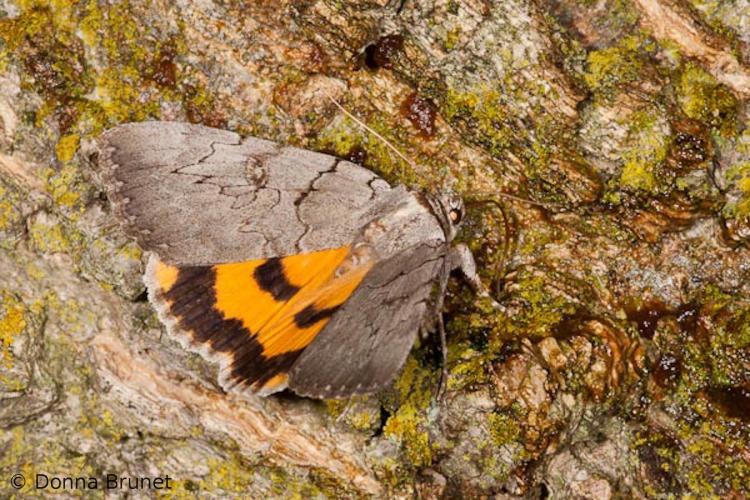 Photo of a magdalen underwing moth