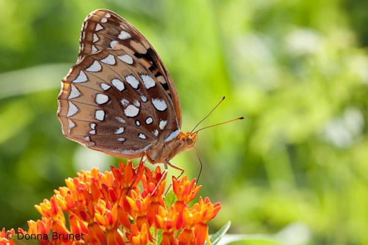 Great Spangled Fritillary, Wings Folded, nectaring on butterfly milkweed flowers